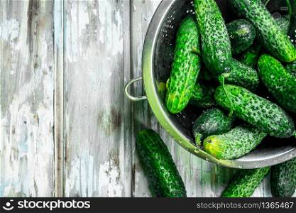 Fresh cucumbers in the colander. On white wooden background. Fresh cucumbers in the colander.