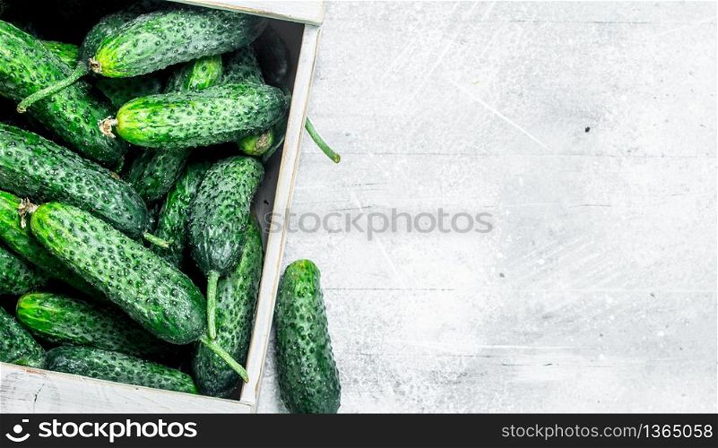 Fresh cucumbers in tray. On rustic background. Fresh cucumbers in tray.