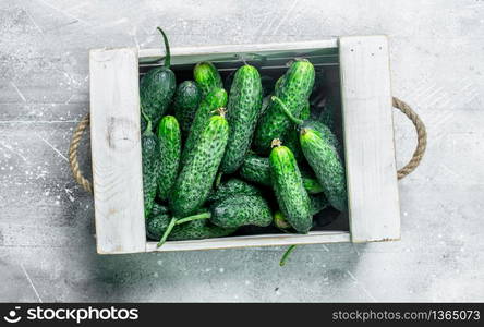 Fresh cucumbers in tray. On rustic background. Fresh cucumbers in tray.