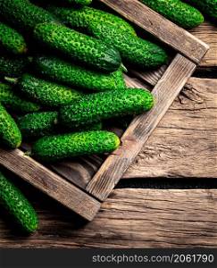 Fresh cucumbers on a wooden tray. On a wooden background. High quality photo. Fresh cucumbers on a wooden tray.