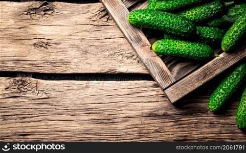 Fresh cucumbers on a wooden tray. On a wooden background. High quality photo. Fresh cucumbers on a wooden tray.