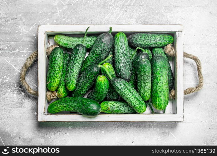 Fresh cucumbers on a wooden tray. On rustic background. Fresh cucumbers on a wooden tray.