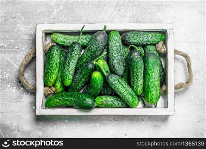 Fresh cucumbers on a wooden tray. On rustic background. Fresh cucumbers on a wooden tray.