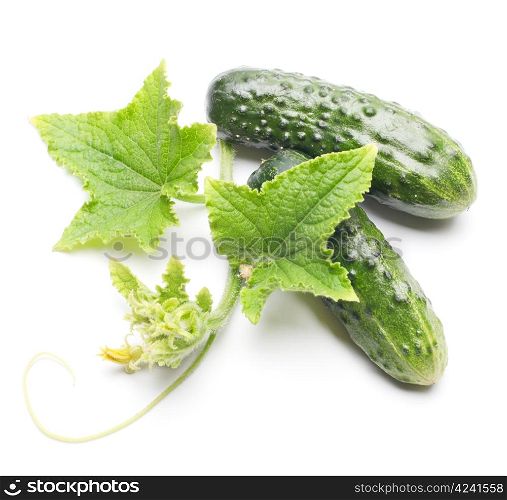 Fresh cucumbers with leaf