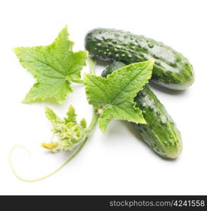 Fresh cucumbers with leaf