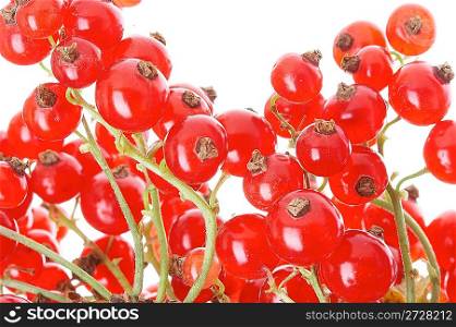 fresh currant on a white background
