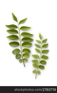 Fresh curry leaves on white background