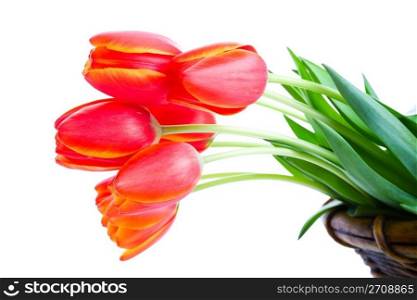 Fresh cut tulips hanging out of a garden basket. Shot on white background.