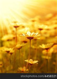 Fresh daisy flower field background at sunny spring day, sunset macro outdoor scene