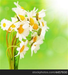 Fresh daisy flowers bouquet isolated over green bokeh background at sunny spring day