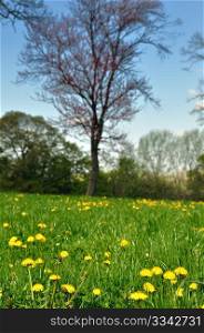 Fresh dandelion on green field in park