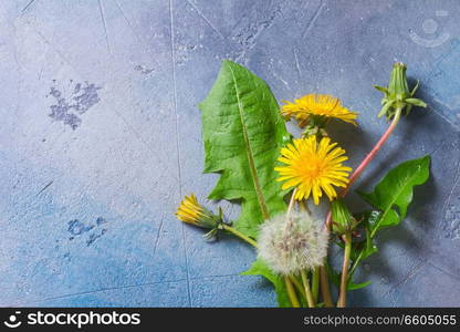 Fresh dandelions flowers, buds and leaves on gray background with copy space. Fresh dandelions on gray background