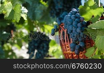 Fresh Dark Blue Grapes In Wicker Basket Against The Vine