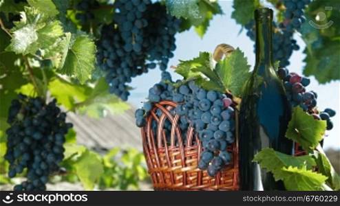Fresh Dark Blue Grapes In Wicker Basket And Bottle Of Wine Against The Vine