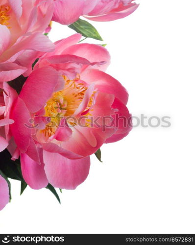 Fresh dark pink peony blooming flower close up isolated on white background. Fresh peony flowers