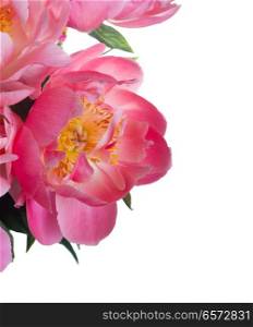 Fresh dark pink peony blooming flower close up isolated on white background. Fresh peony flowers