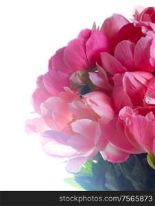 Fresh dark pink peony flowers bouquet close up isolated on white background. Fresh peony flowers
