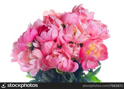 Fresh dark pink peony flowers bouquet isolated on white background. Fresh peony flowers