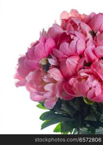 Fresh dark pink peony flowers close up isolated on white background. Fresh peony flowers