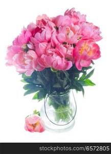 Fresh dark pink peony flowers in glass vase isolated on white background. Fresh peony flowers