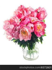 Fresh dark pink peony flowers in vase isolated on white background. Fresh peony flowers