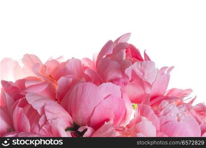 Fresh dark pink peony flowers petals border isolated on white background. Fresh peony flowers