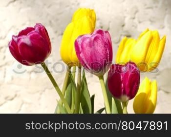 Fresh dew glistens on spring tulips in sunny bloom against stucco background. Copy space on background.