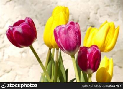 Fresh dew glistens on spring tulips in sunny bloom against stucco background. Copy space on background.