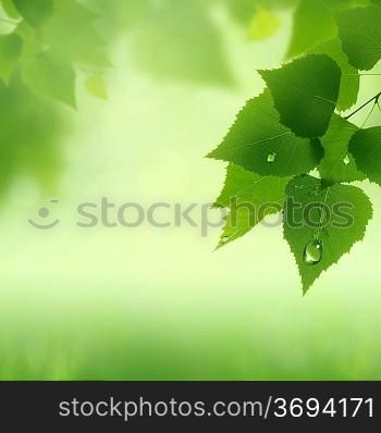 Fresh dew on the foliage, abstract natural backgrounds