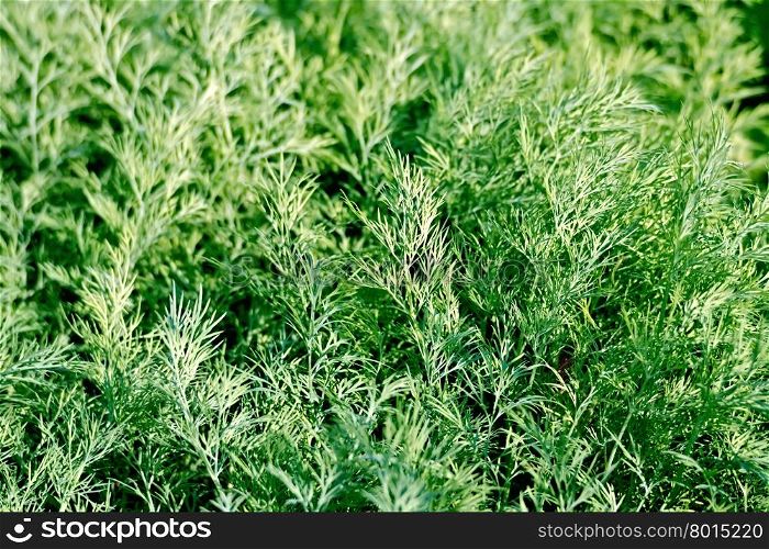 Fresh dill growing on a bed in the garden