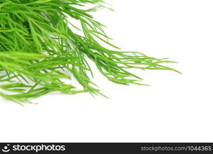 fresh dill on white background