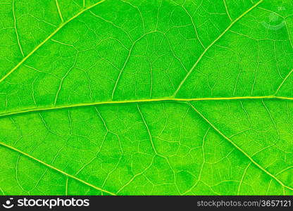 Fresh dreen leaf texture macro close-up