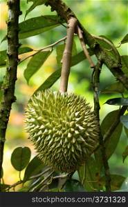Fresh durian in the orchard