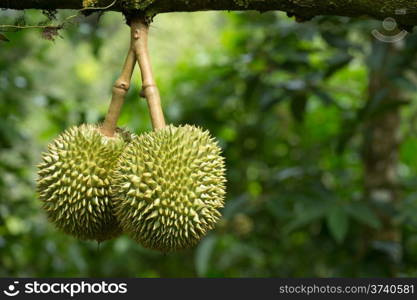 Fresh durian in the orchard