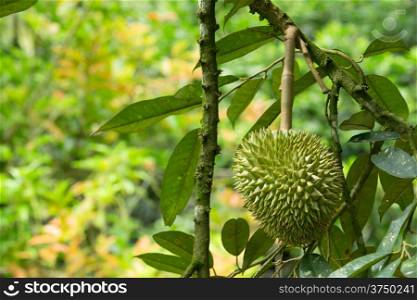 Fresh durian in the orchard
