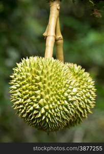 Fresh durian in the orchard