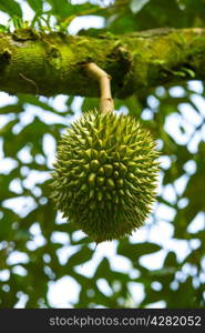 Fresh durian in the orchard