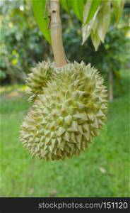 Fresh durian on its tree in the orchard, Thailand