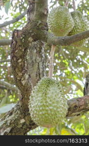 Fresh durian on its tree in the tropical orchard, Thailand