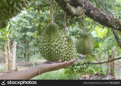 Fresh durian on its tree in the tropical orchard, Thailand