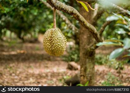 Fresh durian on tree in Thailand fruit farm
