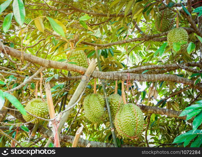 Fresh durian tropical fruit growing on durian tree plant in the orchard garden