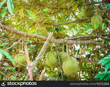 Fresh durian tropical fruit growing on durian tree plant in the orchard garden