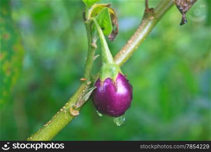 fresh eggplant on vegetable garden with drop water
