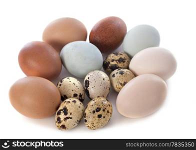 fresh eggs in front of white background