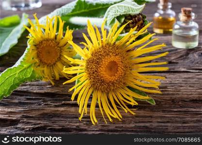 Fresh elecampane, or Inula helenium flowers on a table, with bottles of essential oil in the background
