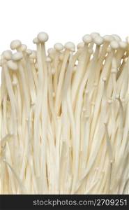 Fresh Enoki mushrooms on white background