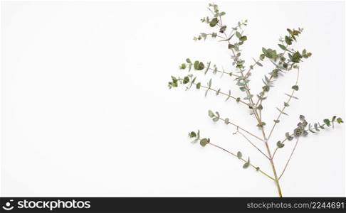 fresh eucalyptus branch with green leaves on a white background. View from above