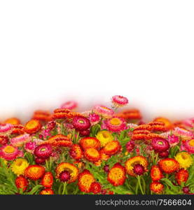 fresh Everlasting flowers border isolated on white background. Everlasting flowers