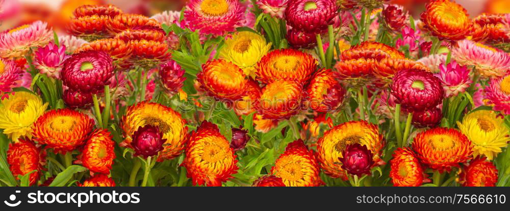 fresh Everlasting flowers bouquet isolated on white background